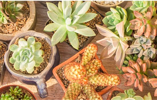 Plant Care App: Identify and Nurture Your Greens